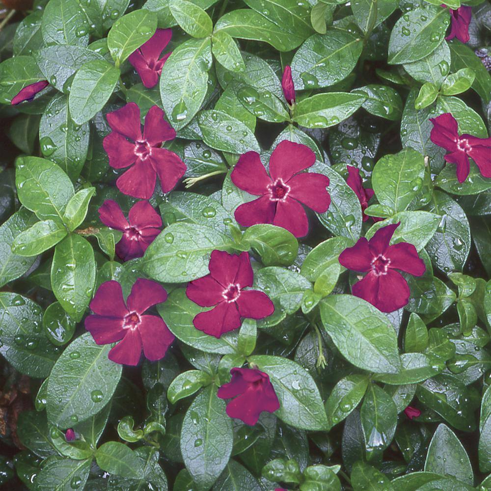 6 in. Pink Vinca Annual 1004601103 The Home Depot