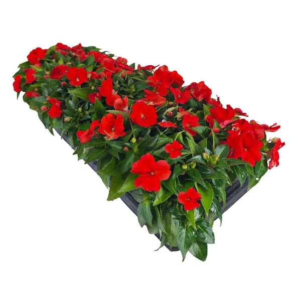 1.38 Gal. Compact Orange SunPatiens Impatiens Outdoor Annual Plant with Orange Flowers in Grower's Cell Pack (12-Pack)