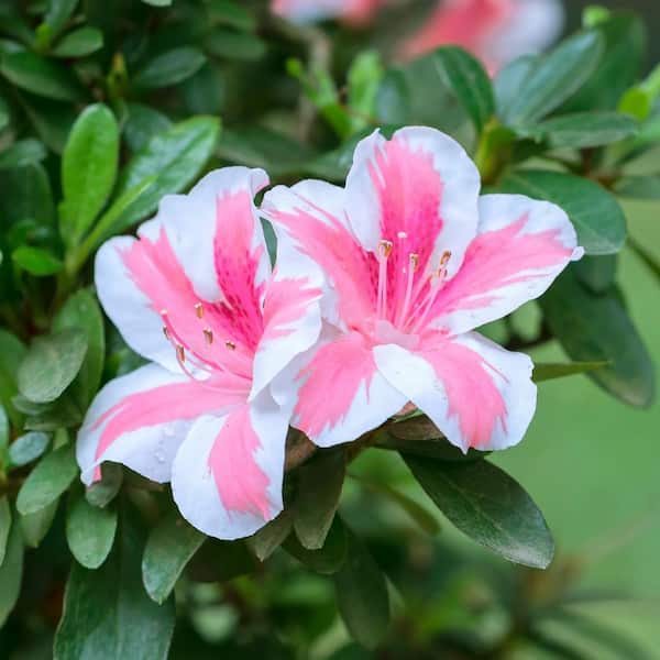 national PLANT NETWORK 2.25 Gal. Pink Ruffles Azalea Plant with Pink Blooms  HD7624 - The Home Depot