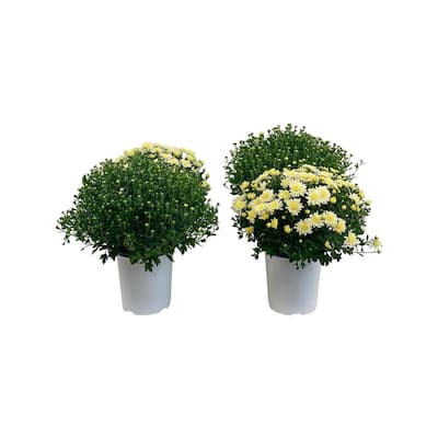 2.5 Qt. Mum Chrysanthemum Plant White Flowers in 6.33 In. Grower's Pot (4-Plants)