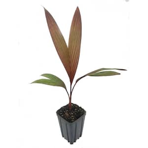Maroon Crownshaft Palm Tree - Live Plant in a 4 in. Pot - Areca Vestiaria - Rare Ornamental Palms from Florida