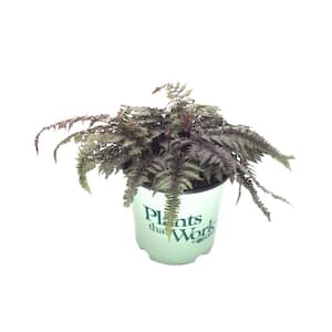 Burgundy Lace Fern (Live Plant)