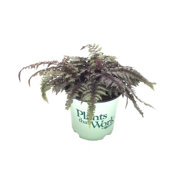 Plants That Work Burgundy Lace Fern (Live Plant)