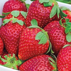 Fort Laramie Strawberry Fragaria Live Bareroot Fruiting Plant (25-Pack)
