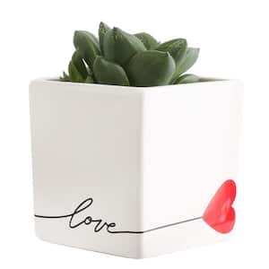 Grower's Choice Echeveria Indoor Succulent Plant in 2.5 in. Love Ceramic Pot, Avg. Shipping Height 3 in. Tall