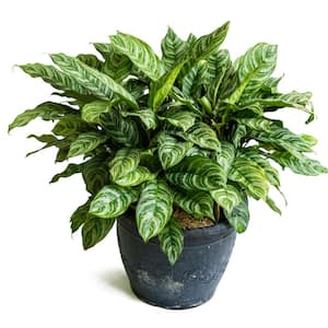 4 In. Chinese Evergreen 'Maria' Aglaomema Plant in Grower Pot - 4 Piece