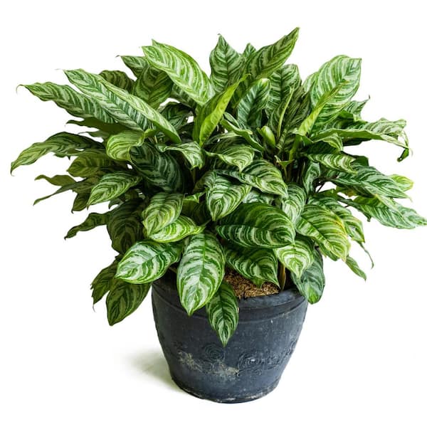 national PLANT NETWORK 4 In. Chinese Evergreen 'Maria' Aglaomema Plant in Grower Pot - 4 Piece