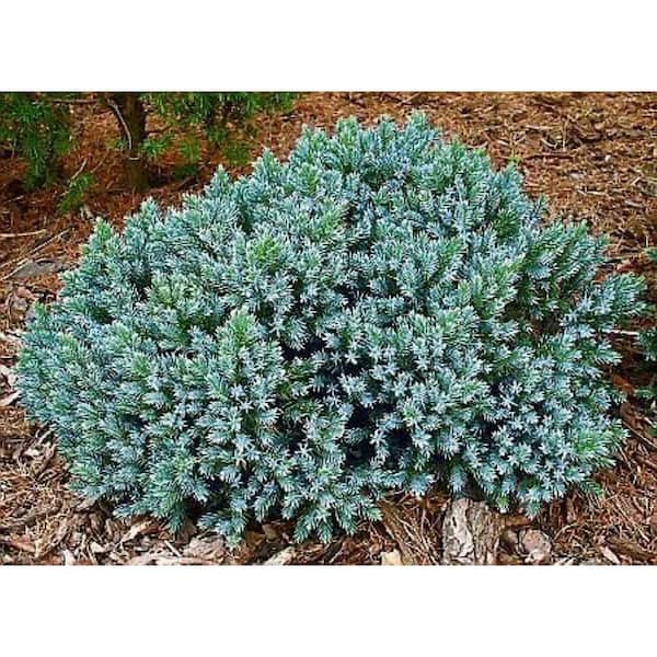 1 Gal. Blue Star Juniper Shrub Turquoise and Silver, Low Maintenance Dwarf Conifer Drought Tolerant