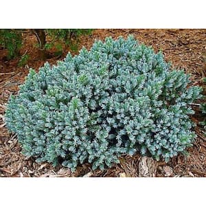 1 Gal. Blue Star Juniper Shrub Turquoise and Silver, Low Maintenance Dwarf Conifer Drought Tolerant