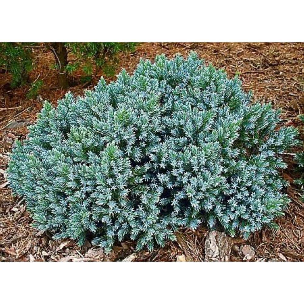 Image of Blue star juniper plant