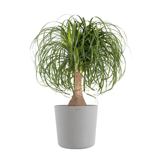 United Nursery Ponytail Palm Beaucarnea recurvata Elephants Foot Live Plant in 10 inch Premium Sustainable Ecopots White Grey Pot