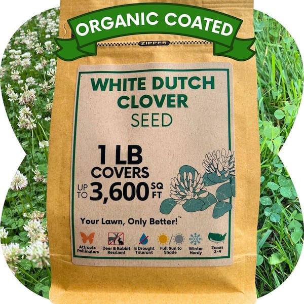1LB White Dutch Clover, Organic Coated, Flowering Lawn Seed, Covers Up To 3,600 SqFt.