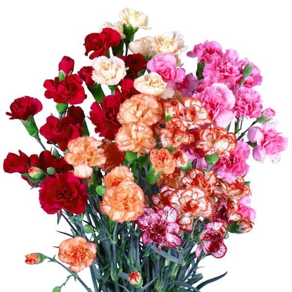 Globalrose 100 Stems Of Novelty Color Spray Carnations- Fresh Flower ...