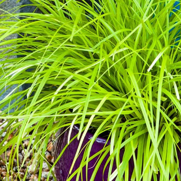 2.5 Qt. Evercolor Everillo Carex (Sedge Grass) Live Perennial with Lime Yellow Foliage