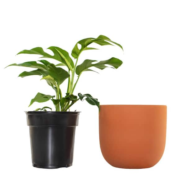 Left side H planter with Variagated monstera plant N22,000 Right side H  planter with cherry blossom plant N24,000 #hplanter…