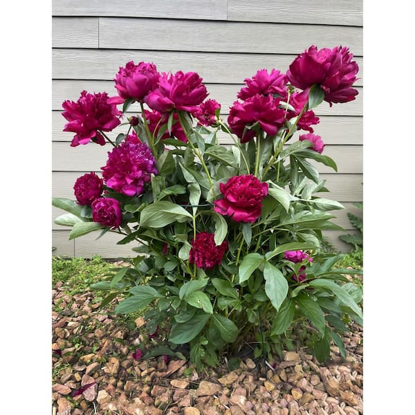 Glamos Wire Products Glamos Wire 30 in. Heavy Duty Galvanized Peony Plant  Support (5-Pack) 706009 - The Home Depot