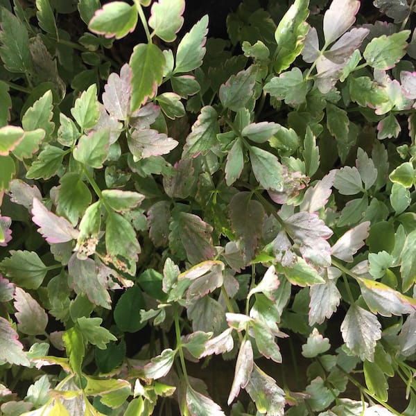 GIVHANDYS INC Givhandys 4 in. Potted Varigated Water Celery Bog/Marginal Aquatic Pond Plant