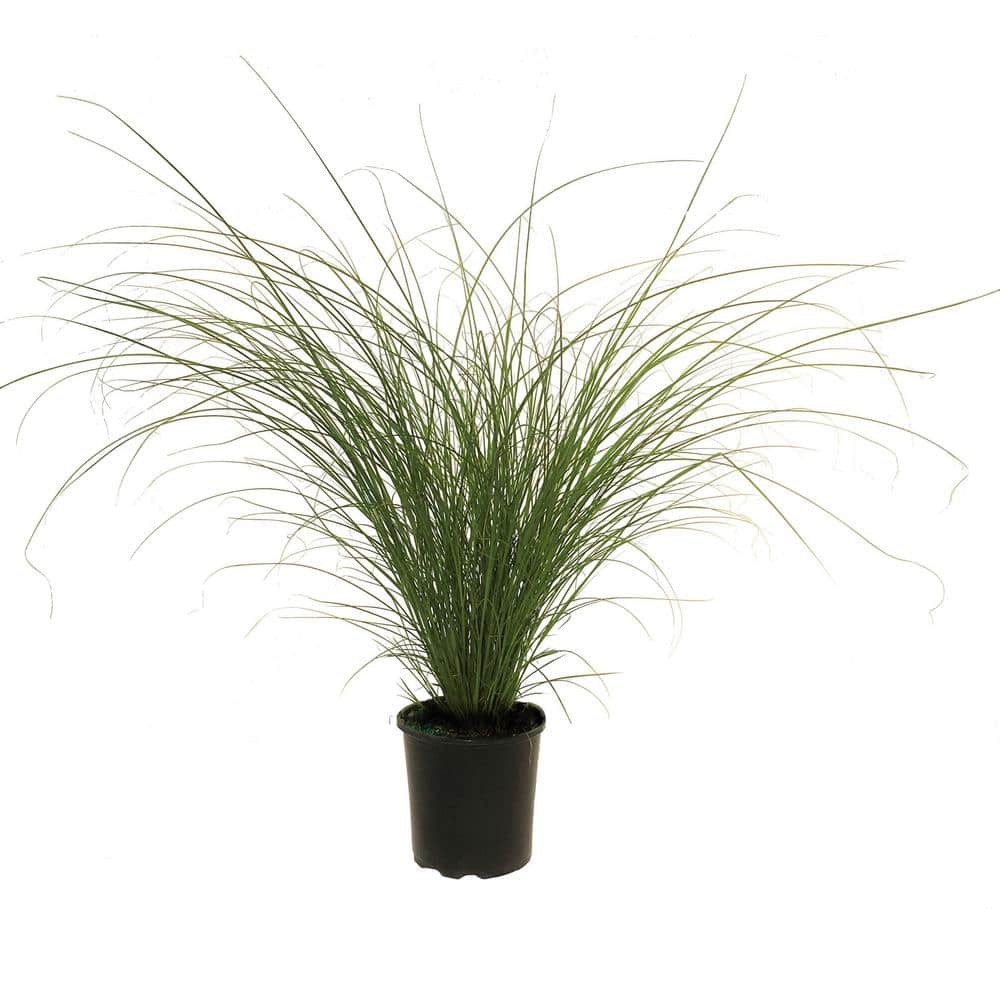 Maiden Grass (Miscanthus Sinensis) Gracillimus