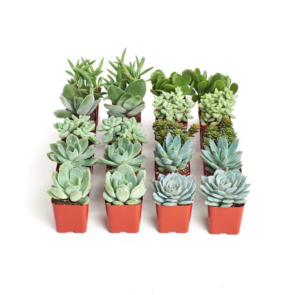 Shop Succulents 2 in. Blue/Green Collection Succulent (Collection of 20)