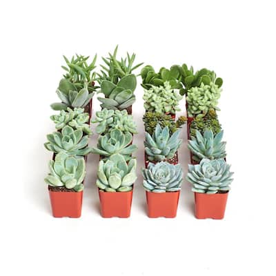 2 in. Blue/Green Collection Succulent (Collection of 20)