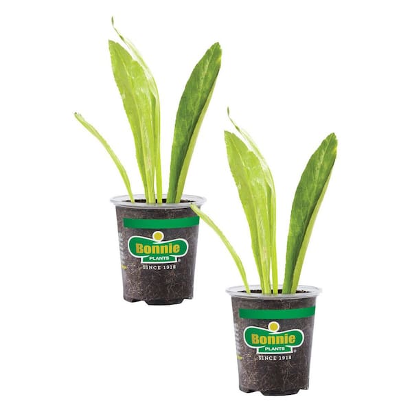 Reviews for Bonnie Plants 19 oz. Pineapple Sage Herb Plant (2-Pack) | Pg 5  - The Home Depot