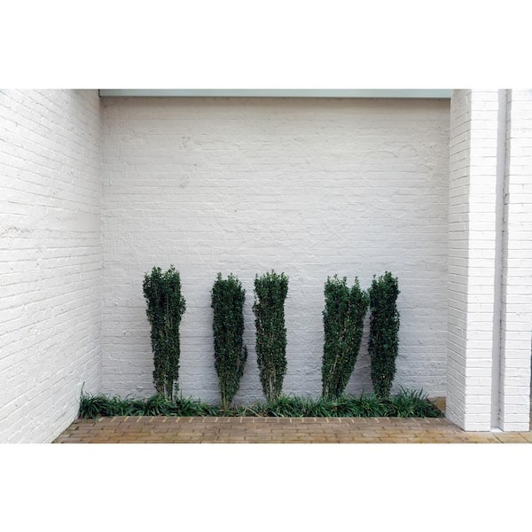 BELL NURSERY 7 Gal. Sky Pencil Holly (Ilex crenata) Live Evergreen Shrub with Dark Green Foliage