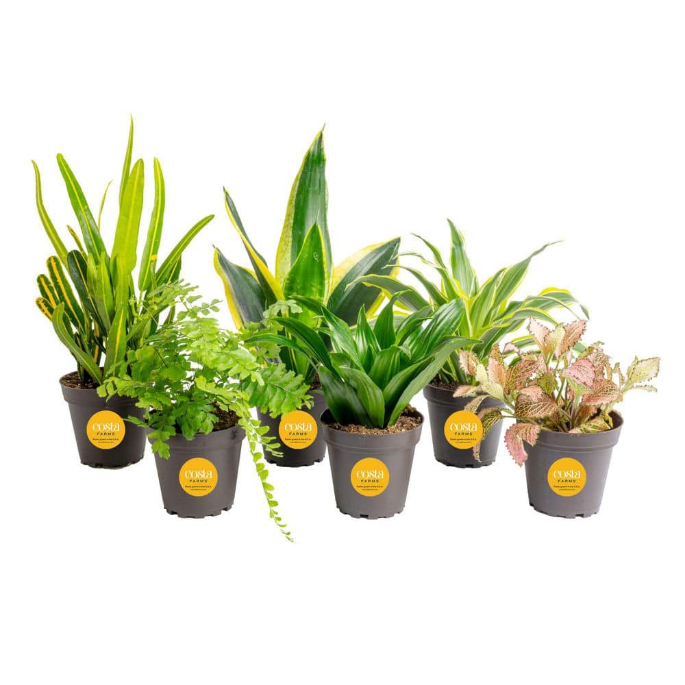 Tropical 英語 デュアルランド Tropical Island Prices | Magic Alpha