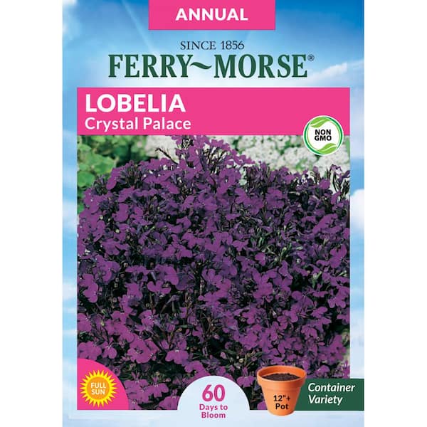 Ferry-Morse Lobelia Crystal Palace Flower Seed