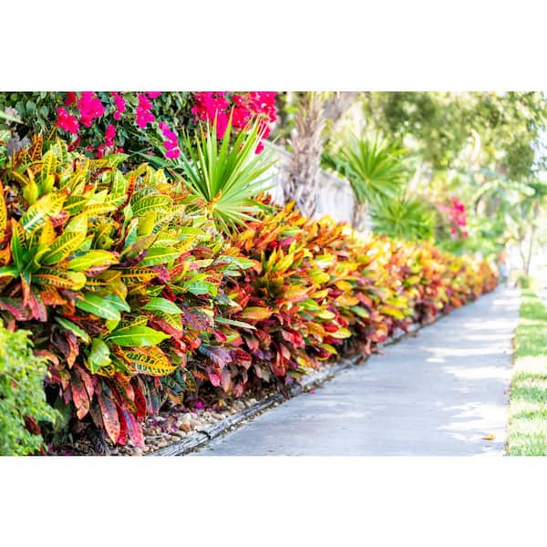1 Qt. Croton Petra Shrub Live Plant in 4.7 in. Growers Pot (4-Plants)