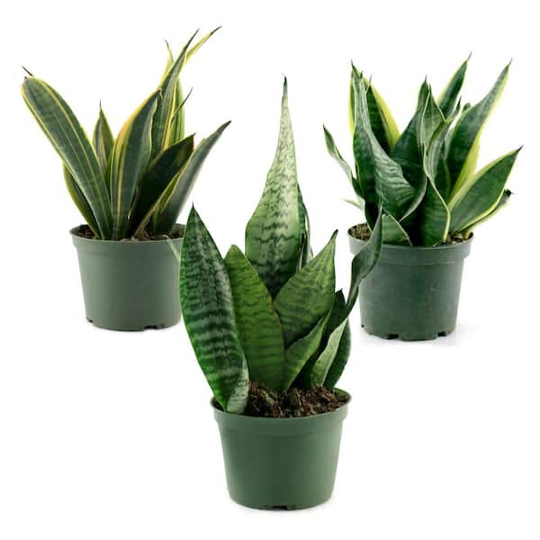 6 in. SpaceScape Tropical Compact Snake Plant Collection in Grower Container (3-Pack)