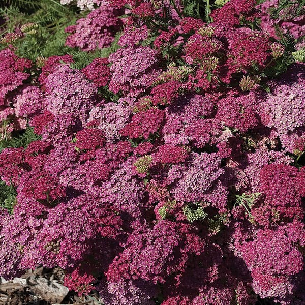 2 QT Achillea Yarrow 'Milly Rock Rose' Pink Perennial Plant