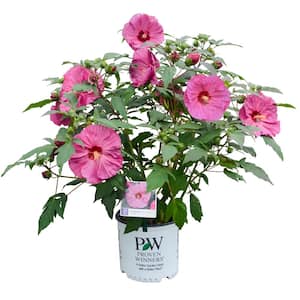 2 Gal. Summerific Berry Awesome Perennial Hibiscus (Rose Mallow) Live Plant with Ruffled Lavendar Pink Flowers