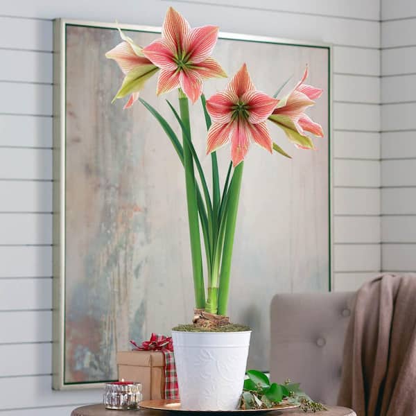 Gardens Alive! Exotic Star Raspberry Red and White Flowering Amaryllis (Hippaestrum) Bulb Gift Kit, Planted in a decorative 6 inch pot