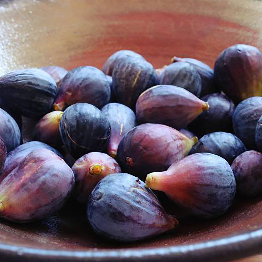 Mission Black Fig 1-Gallon Self-Fertile Fruit Tree