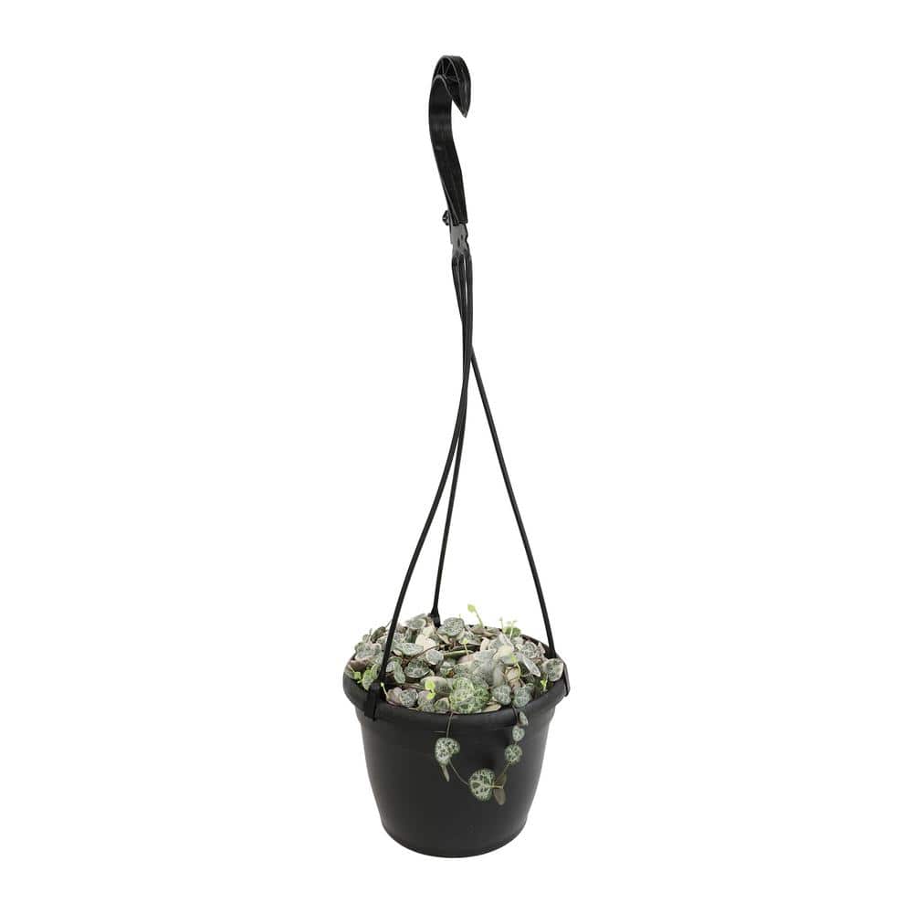 Variegated String of Hearts in Black Hanging Pot