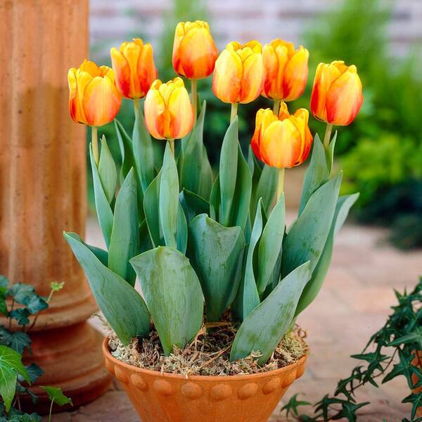 Garden State Bulb 12/+ cm, Darwin Hybrid Beauty of Apeldoorn Tulip