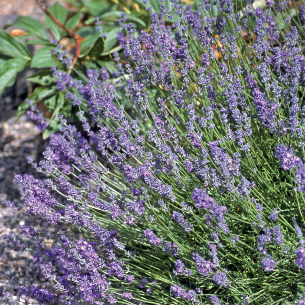 Vigoro Lavender 'Avignon Early Blue' Purple Perennial Plant in 6 in ...