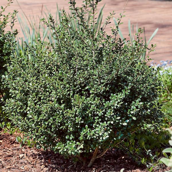 FLOWERWOOD 2.5 Qt. Compacta Japanese Holly(Ilex), Live FLOWERWOOD 2.5 Qt. Compacta Japanese Holly(Ilex), Live