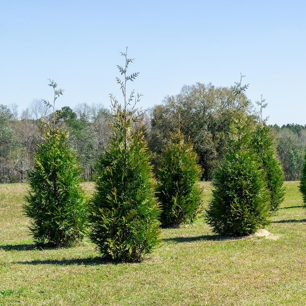 4 ft. - 5 ft. Thuja Green Giant Tree (2-Pack)