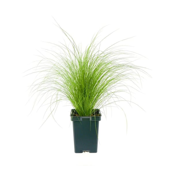 Unbranded Perennial Grass Stipa Pony Tails 2.5 qt.