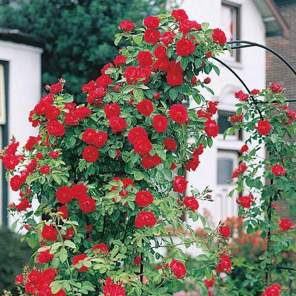 Spring Hill Nurseries Blaze Improved Climbing Rose, Live Bareroot Plant, Red Color Flowers (1-Pack)