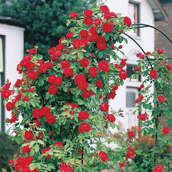 Spring Hill Nurseries 3 Gal. Pot, Improved Blaze Climbing Rose Dormant Bare Root Plant (1-Pack)