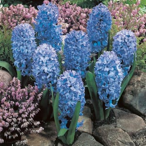 Hyacinths Fragrant Baby Blue Set of 3 Bulbs