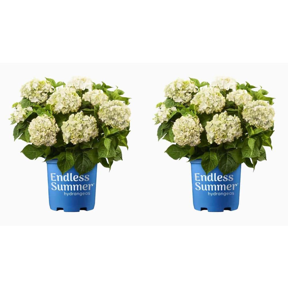 1.0 gal. Blushing Bride Hydrangea Perennial Plant with White Flowers (2-Pac