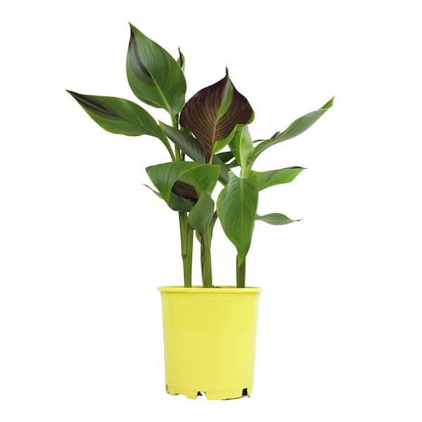 braided money tree care Money Tree