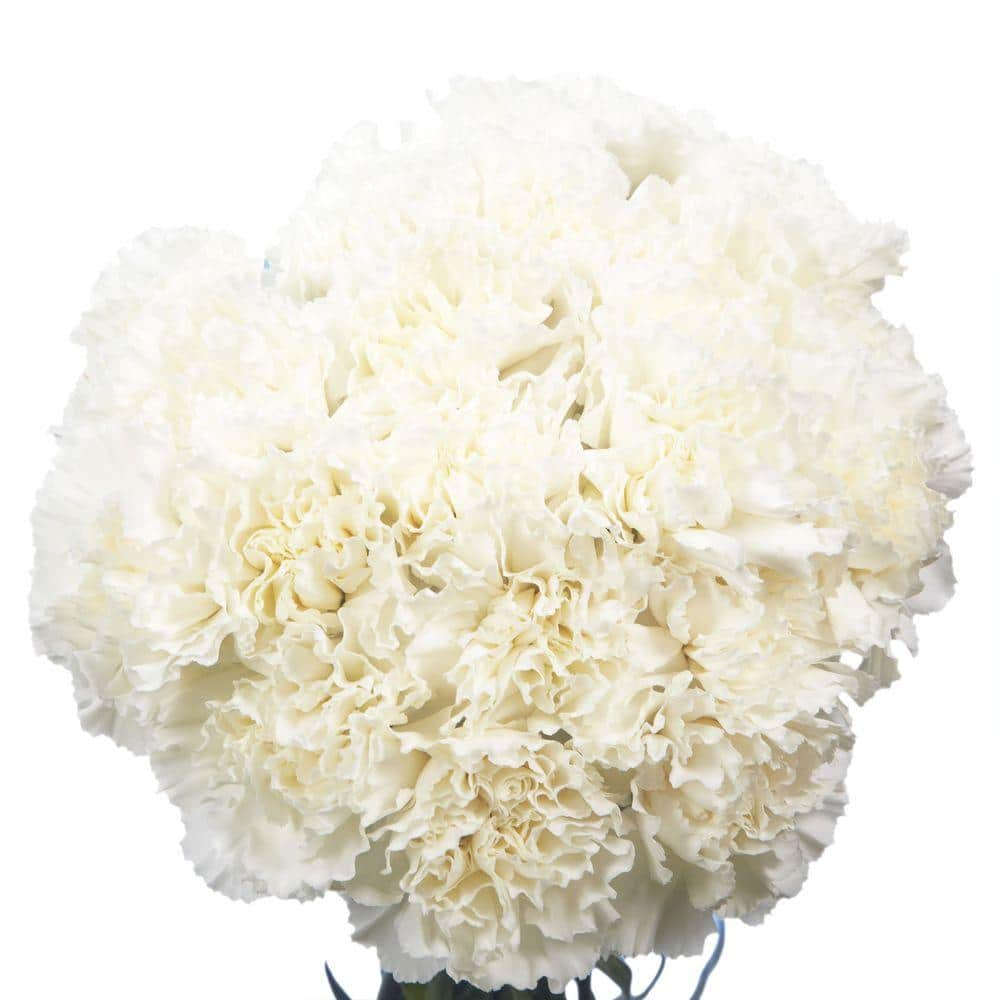 Carnation Wedding Assortment, 100/100 - White, Light Pink