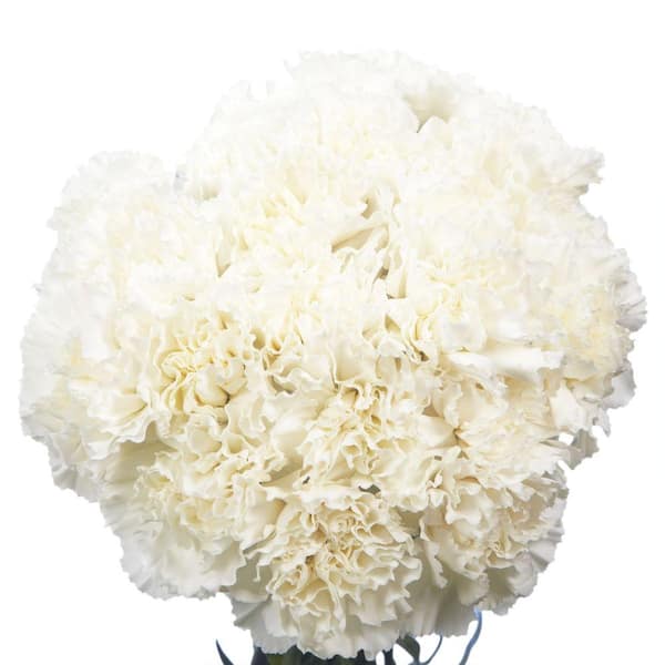 Globalrose Fresh White Carnations (200 Stems)