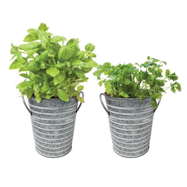 Garden State Bulb Herb Garden Kit with Silver Metal Planter (Basil and Cilantro) (2-Pack)