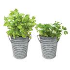 Herb Garden Kit with Silver Metal Planter, 2 PK (Basil and Cilantro)