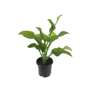 Plantain Lily Hosta Guacamole Live Plant